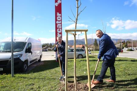 Zasaditev dreves med regionalno cesto in centrom Mercator 07 Foto Ljubo Vukelič
